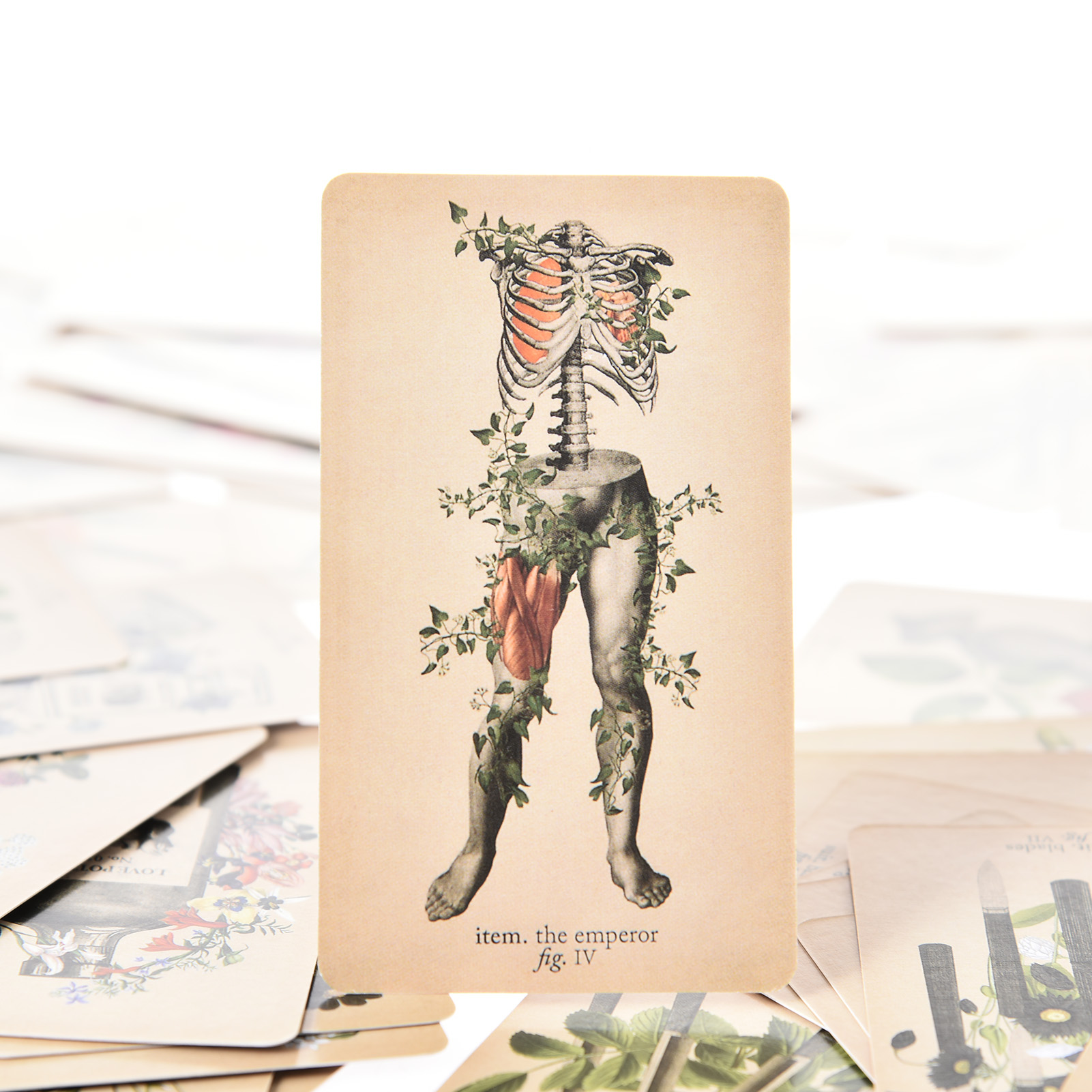 Die antike Anatomie Tarot kart – Board Game Pdf Bewertung und Preis